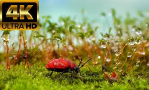 Повседневные объекты в макросъемке! Невероятные краски! В 4К Ультра HD!