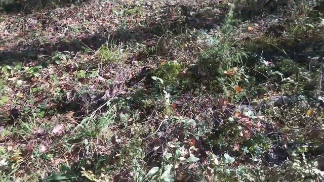 Вылазка в лес за опятами смотреть онлайн