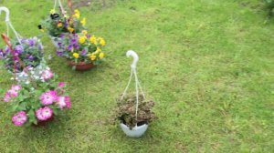 Ампельные виола и колеус