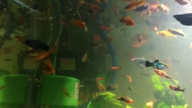 Фитофильтр, кормление фаршем, дафния. смотреть онлайн