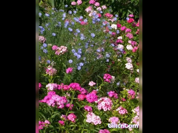 beautiful flowers   spring, цветы травы