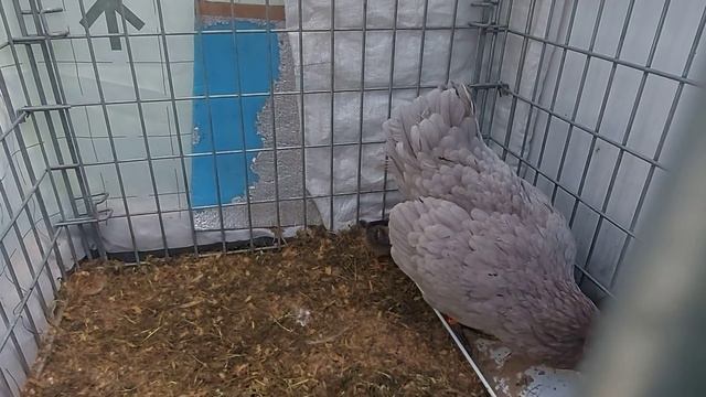 Куда девать очередной вывод? смотреть онлайн