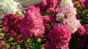 ГОРТЕНЗИИ МЕТЕЛЬЧАТЫЕ.  РАННЕЦВЕТУЩИЕ СОРТА. Hydrangea paniculata. Дачный креатив.
