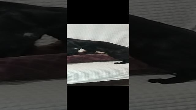 Кошачьи нежности)))