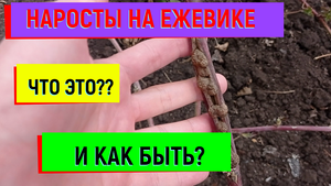ВРЕДИТЕЛИ ЕЖЕВИКИ!#ежевика#ежевикауход#ежевикасорта#ежевикавыращивание#вредителиежевики#вредители#