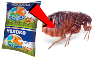 Как избавиться от земляных блох в частном доме