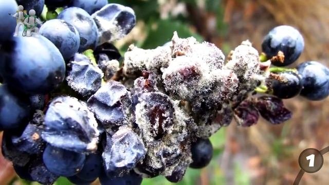 Постельные клопы. Как обнаружить и вывести