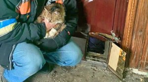 Как спасают котов и собак которых оставили в квартирах беженцы. Дверь, способы
