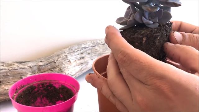 GRAPTOPETALUM SUPERBUM ? | Rosa de Mármol Rosada смотреть онлайн