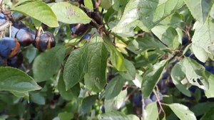 ДАЧА , ТЕРНОСЛИВЫ И ЛЕС