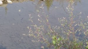 РЫБА МОЕЙ МЕЧТЫ. АДЛЕР. АВГУСТ 2022.