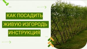 Простая инструкция по плетению изгороди из ивы. Сможет каждый!