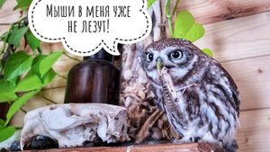 Сова Ёль не доедает! Все новые совы освоились в вольерах. Утро после оттепели. Какие ремувки делать?