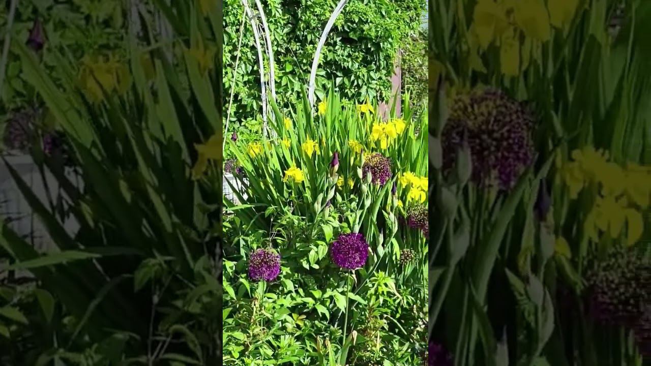 Обзор сада. Начало лета. Саженцы декоративных растений. Каталог в вацапе 89193271772 смотреть онлайн