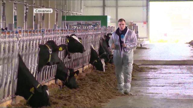 Опыт увеличения удоев молока Приморье перенимет у Сахалина смотреть онлайн