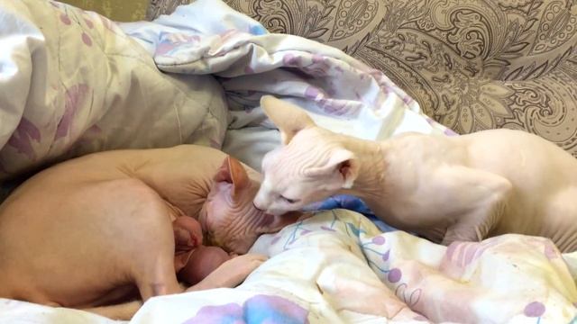Окот канадской кошечки сфинкса и реакция на котенка другой кошки