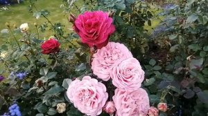 Осенний сад и розы в нём ?