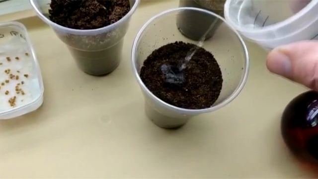 Сажаем перцы. Надежно и просто.