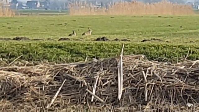 Mancera Coco Vanille Review + A Walk In Dutch Farmland (Vlog) смотреть онлайн