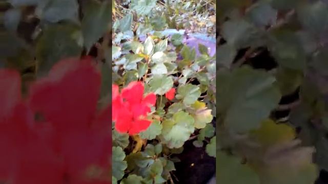 Личинка короеда и огромный слизень. Природа ТВ