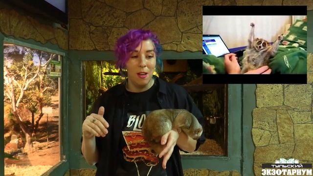 МЕДЛЕННЫЙ ЛОРИ / Nycticebus coucang смотреть онлайн