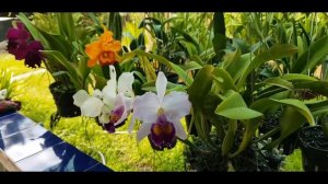 Cattleya Dinard blue heaven