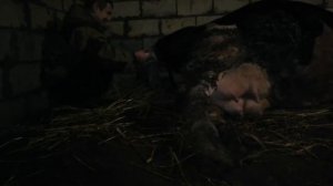 Отёл коровы. От схваток до родов.