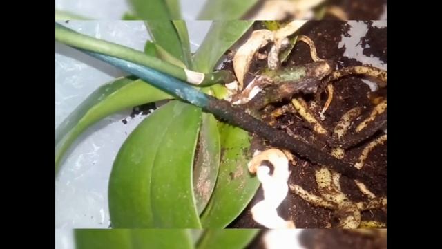 #Орхидея посажена в землю?, пересадка орхидеи из земли в смешанный грунт. смотреть онлайн