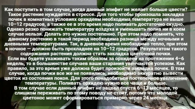 Как ухаживать за домашней орхидеей смотреть онлайн