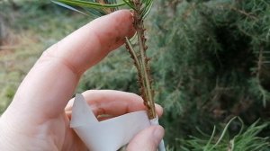 Прививаю японскую Мелкоцветковую сосну (Pinus parviflora) сорта Негиши. 16.04.2022.