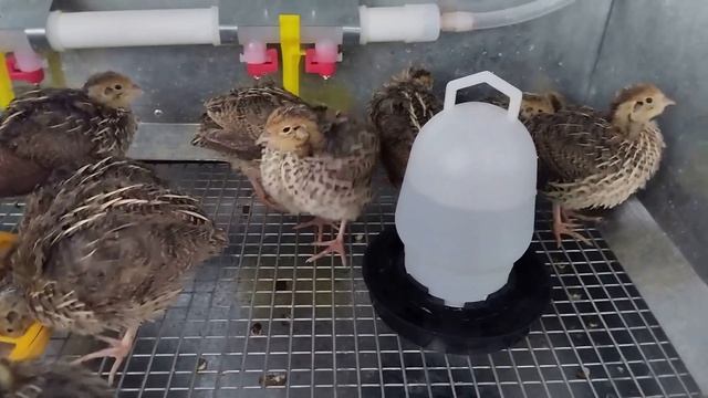 Завёл перепелов