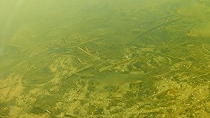 2 ДНЯ ИЩУ РЫБУ!!! Подводная съёмка. Какая рыба обитает в реке.