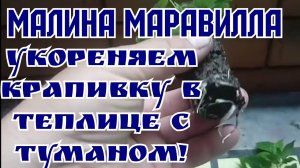 МАЛИНА МАРАВИЛЛА укоренение крапивки в теплице с туманом