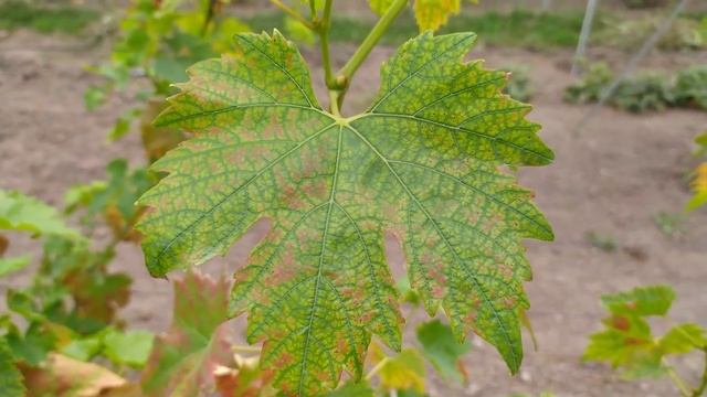 Почему лист винограда меняет цвет? Что это? смотреть онлайн