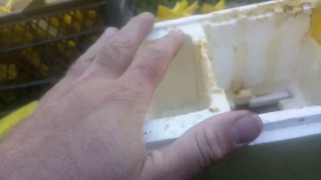 Нуклеусный парк. Какие нуклеусы использовать и чем кормить смотреть онлайн