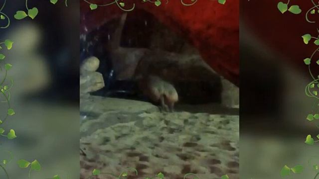 Зоопарк Київ-фото смотреть онлайн