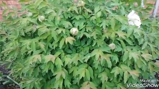 Древовидный пион...глициния смотреть онлайн