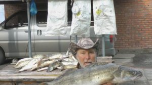 Трофейный судак на Маныче 7.1 кг на джиг!  Юрий Философ. 2015 год.