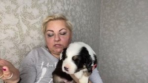 Щенки АУССИ цены