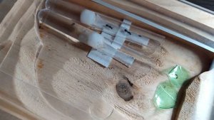 camponotus vagus и формикарий из дерева