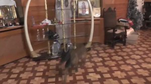 Полиция в гостях у цыганского барона