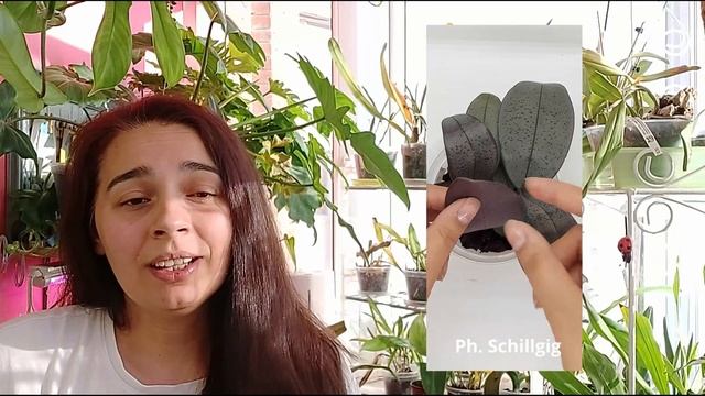 Мои пестролистные фаленопсисы смотреть онлайн