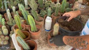 008 | An Assortment of Columnar Cactus | Repotting