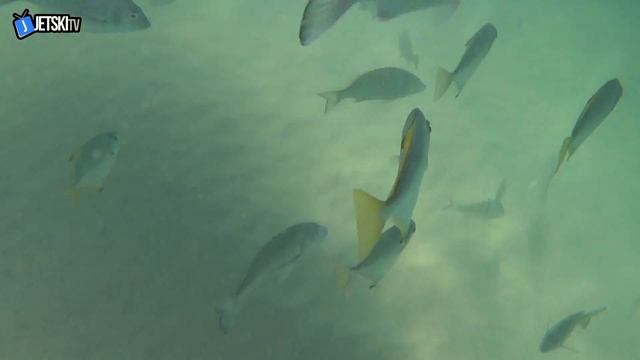 Jet Ski Club Tangalooma April 2017 смотреть онлайн