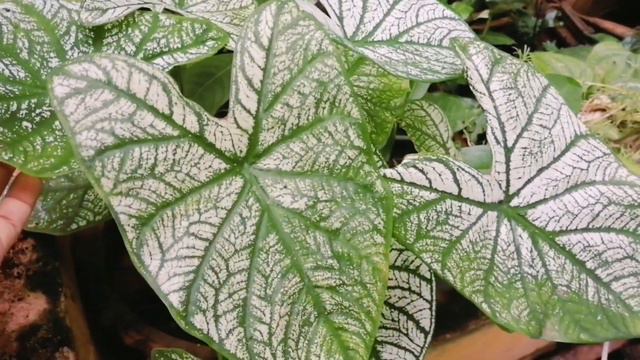 Special purple velvet plant with my favorite plants collection. Gynura aurantiaca plant caring #