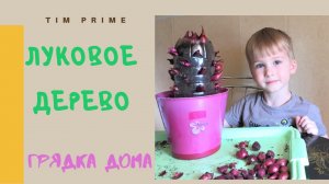 Тимофей вырастил луковое дерево на подоконнике | грядка дома | зелёный лук