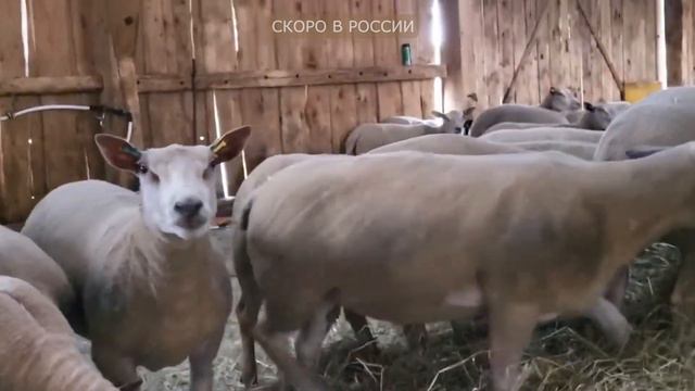 Самые мясные овцы! Британская селекция! Ярки Шароле скоро в России! Разведение овец как бизнес!