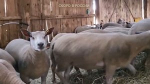 Самые мясные овцы! Британская селекция! Ярки Шароле скоро в России! Разведение овец как бизнес!