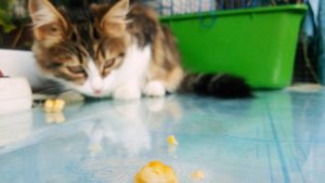 Можно ли кошкам КУКУРУЗУ?