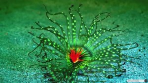 #Islam#Quran#AlAhzab'#ٌMinshawiy#Коран#АльАхьзаб#СамыеКрасивыеМеста#Relaxation#4кВидео#3часть#